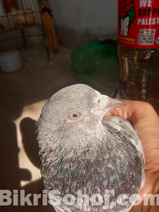 Bagha with pankhi blood